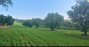 Terreno agricolo Magliano1