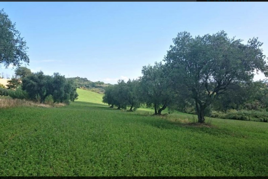 Terreno agricolo Magliano3